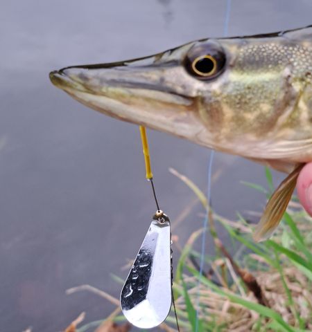 snoekmetspinner480