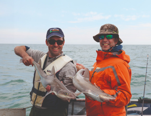 Smooth Hounds from Wicklow Bay640