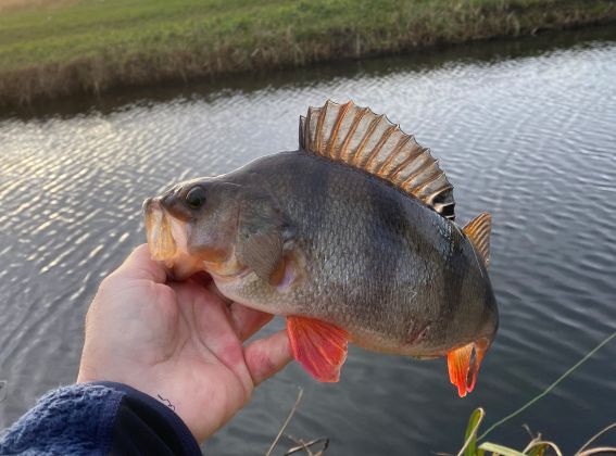 Stolwijk 9metbaars420